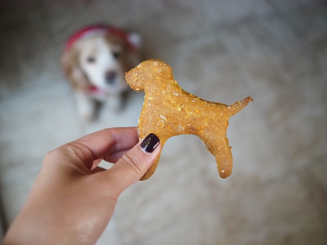 Peanut Butter Pumpkin Dog Treats