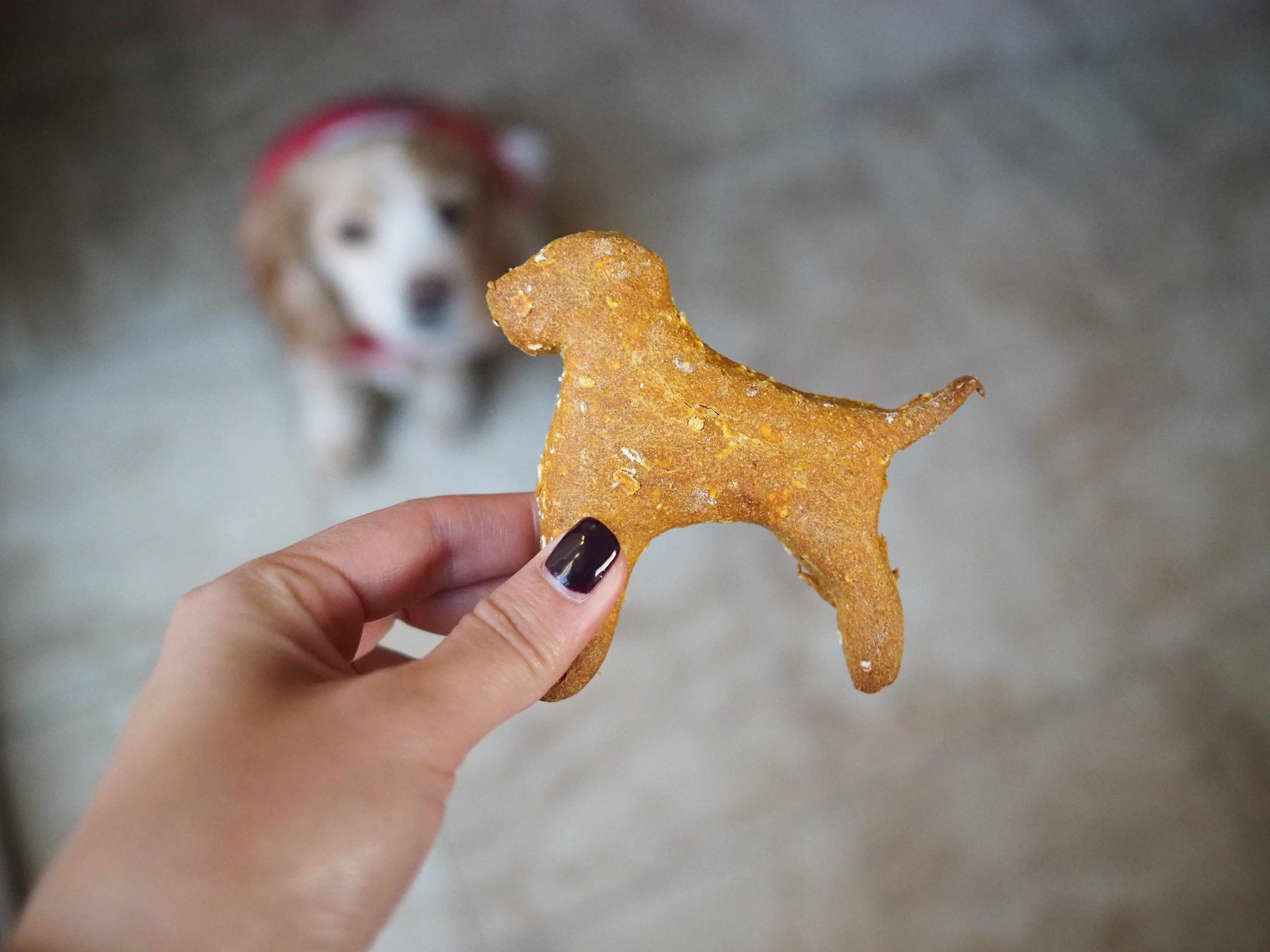 Homemade Dog Treats (Peanut Butter and Pumpkin)